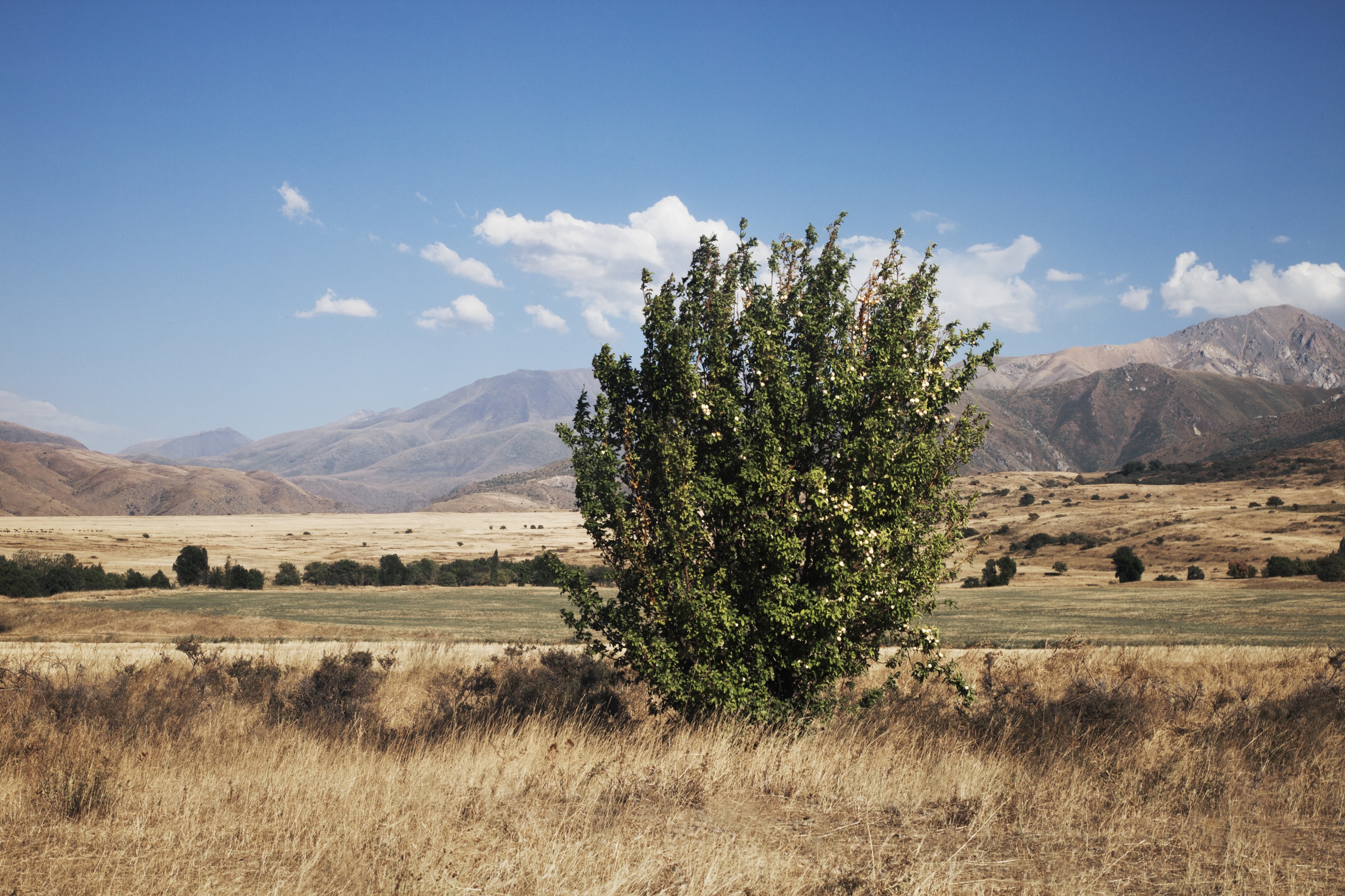 Il Premio Scarpa per il giardino ai meli selvatici del Tien Shan