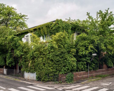 Gli alberi salveranno le città (se potranno vivere nei loro spazi)