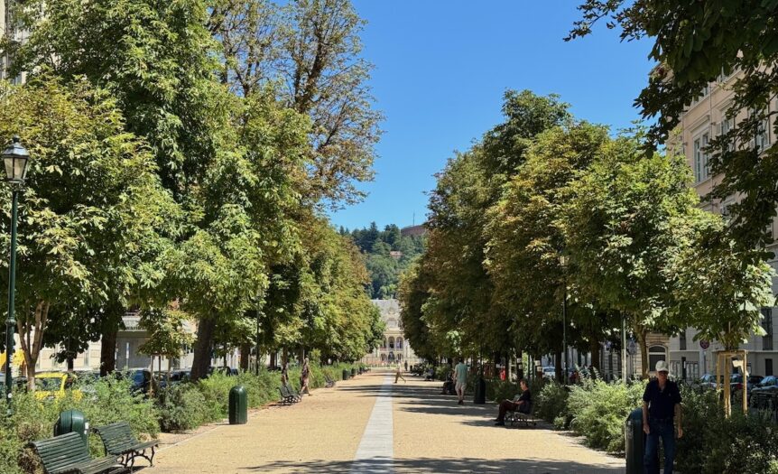 Alberi in città: non siano simboli ma progetti