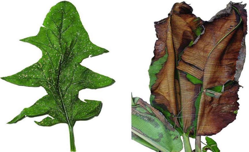 Se la guerra è anche un crimine ambientale