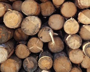 Edilizia in legno: primati, resilienza e incertezze