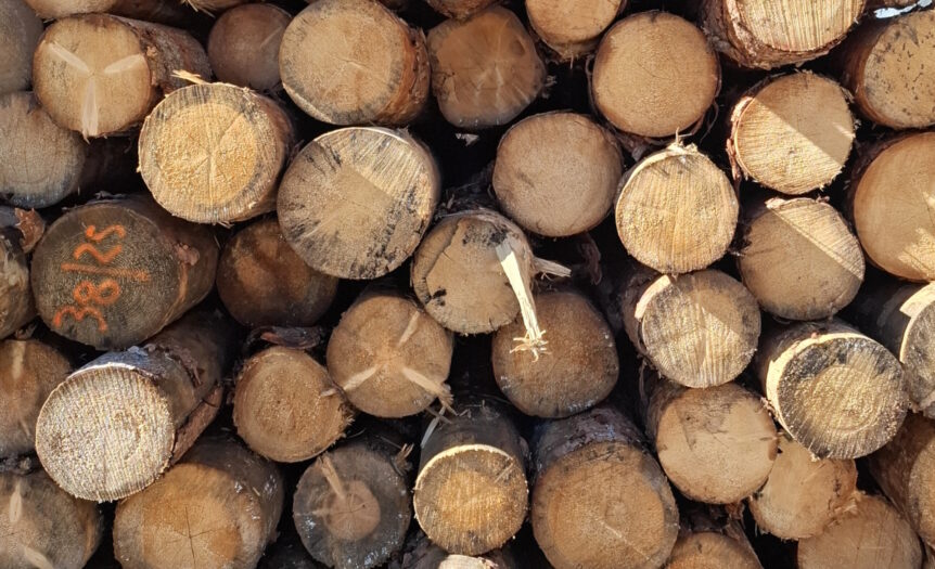 Edilizia in legno: primati, resilienza e incertezze