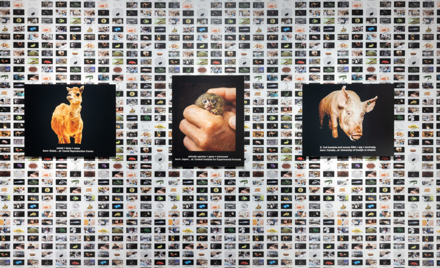 Gabbie e fabbriche. Le architetture per gli animali parlano soprattutto di noi