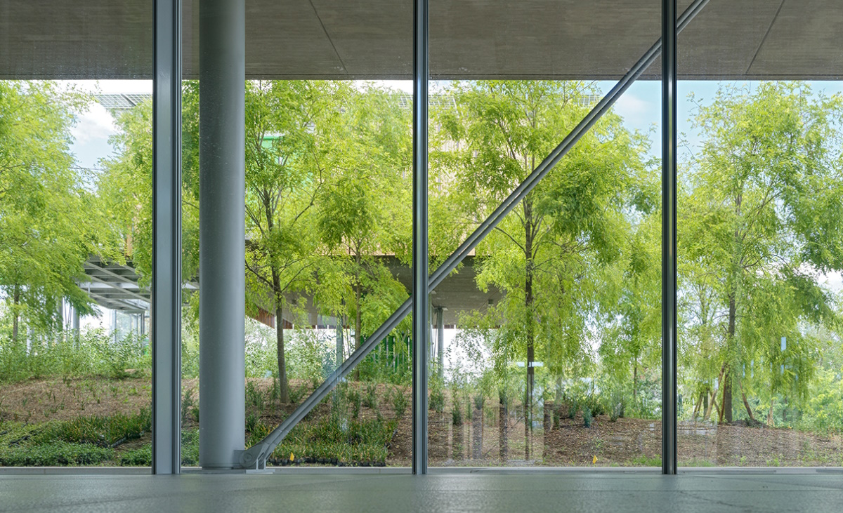 Renzo Piano tra le chiome degli alberi: la bellezza riguarda tutti