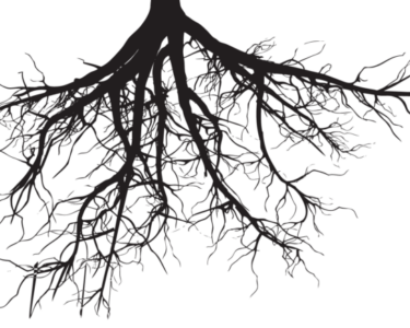 Gli alberi sono sempre in quarantena?