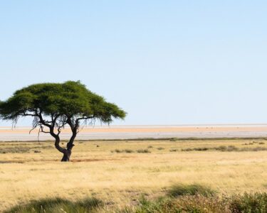 La natura dell’architettura