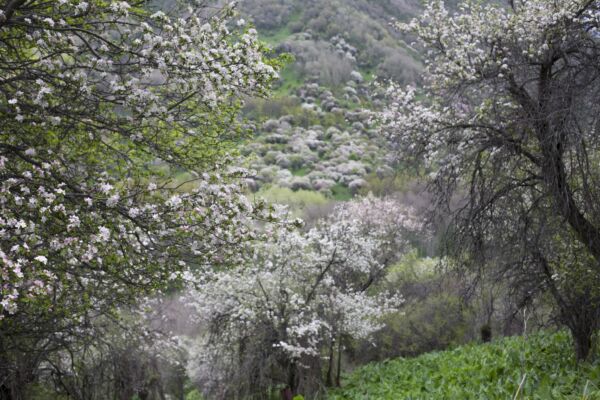 Massiccio del Djungarsky, regione di Konstantinovka, 600 chilometri a nord di Almaty. Alberi di Malus sieversii che colonizzano il territorio (Fotografia di Catherine Peix-associazione alma; Fondazione Benetton Studi Ricerche-Premio Internazionale Carlo Scarpa per il Giardino)