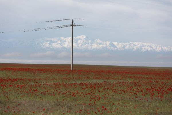 Distesa di papaveri sulla steppa. Sullo sfondo il massiccio dello Zailiysky, nella regione di Almaty. Tien Shan meridionale,
le vette superano i 7.000 metri (Fotografia di Catherine Peix-associazione alma; Fondazione Benetton Studi Ricerche-Premio Internazionale Carlo Scarpa per il Giardino)