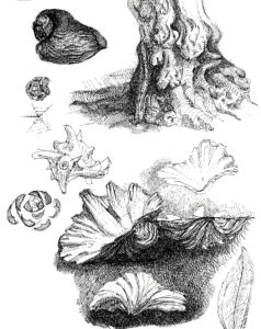 Schizzi di Manfredi Nicoletti