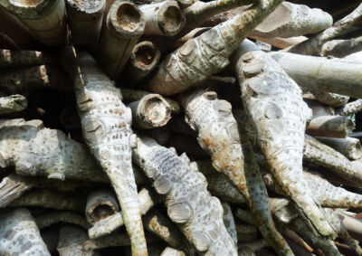 Radici di bambú (foto di Luca Bullaro. Universidad Nacional de Colombia)