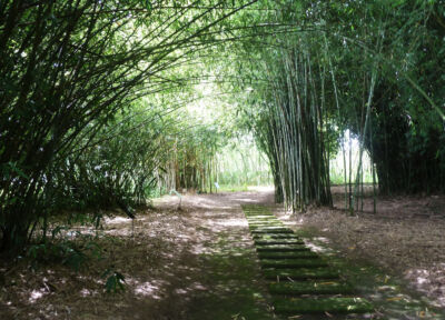 Volta naturale in bambú, Colombia (foto di Luca Bullaro. Universidad Nacional de Colombia)