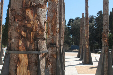 Stefano Boeri Architetti, Un Bosco Morto, Le Troiane Siracusa, progetto scenico (© Anastasia Kucherova)