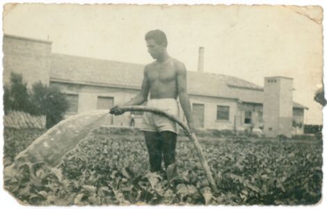 Primo Minestrini al lavoro nell’orto 25, fine anni quaranta (collezione privata)
