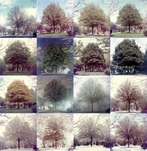 Cesare Leonardi, Carpinus Betulus, 1962-1963 (Courtesy Archivio Architetto Cesare Leonardi)