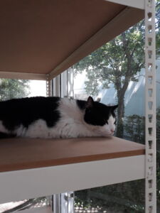 Corea (© Alessandro Colombo)