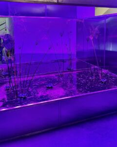 Israele (© Arianna Panarella)