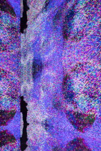 Aria di Peppers Ghost, foto Federico Villa