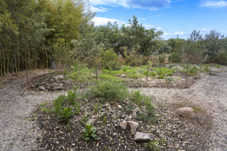 Apiaceae (© Alfio Garozzo)