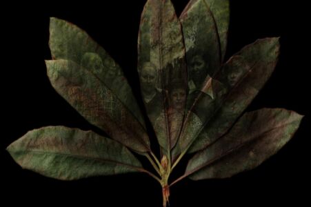 Family Tree, courtesy Farm Cultural Park