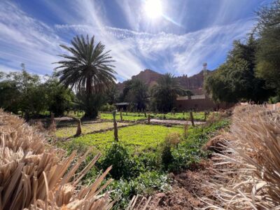 Un'area restaurata del palmeto
