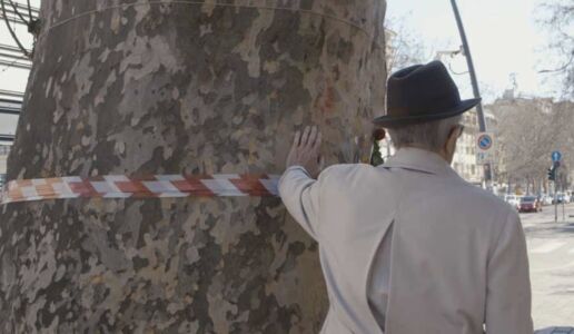 A Letter to Sycamore, di Maurizio Dalla Palma, AFA