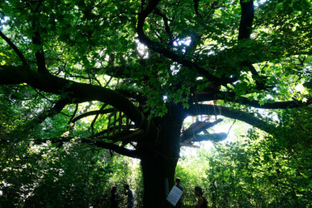 Bosco Lanerossi: l’albero monumentale Liquidambar styraciflua, © Federico Marcomini