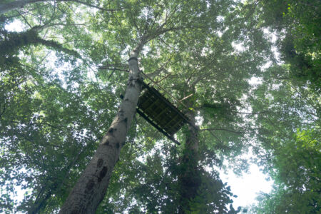 Bosco Ca’ Alte: “casette” sugli alberi, © Federico Marcomini