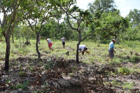 Piantagione collettiva nella foresta, Quilombo do Grotão (© Acervo Projeto Neuza Agroecologia, PPGCult-UFNT - Campus Araguaína)