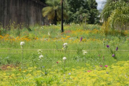 Jardim de Sequeiro, Brasília (© Júlio Barea Pastore)