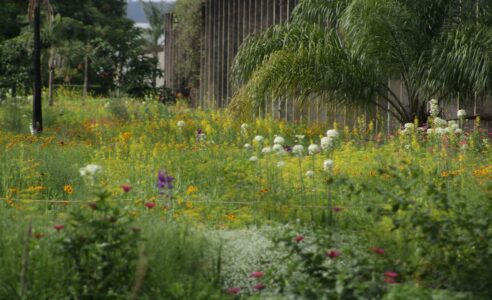 Jardim de Sequeiro, Brasília (© Júlio Barea Pastore)
