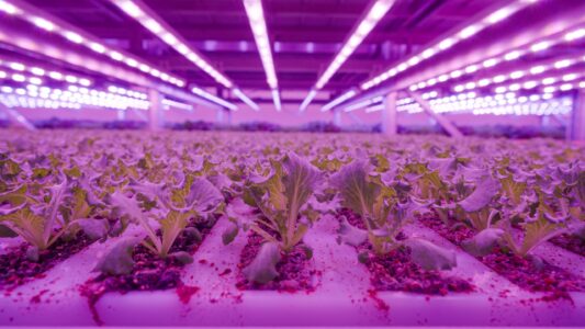 Planet Farms, la produzione nello stabilimento di Cirimido (Como), 2025 (courtesy Planet Farms)