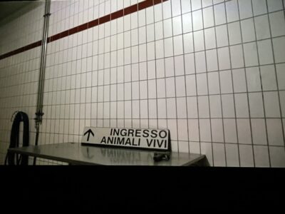 Igor Grubić, Ingresso Animali Vivi, 2023. Still frame (© by Sofia Nannini)