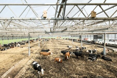 Azienda agricola lattero-casearia a Moerdijk, Paesi Bassi (© Johannes Schwartz)