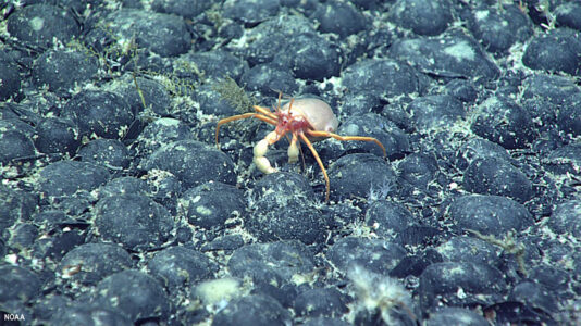 Campo di noduli di ferromanganese che ricopre il fondale marino del monte sottomarino Gosnold (©NOOA, foto scattata durante l'immersione 16 della spedizione North Atlantic Stepping Stones, 2021)